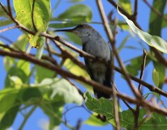 Chrysuronia coeruleogularis