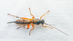 Pimpla