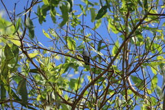 Chrysuronia coeruleogularis