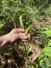 Elymus virginicus