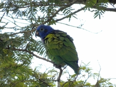 Pionus menstruus