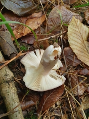Russula cyanoxantha