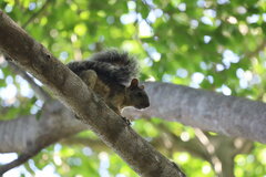 Sciurus variegatoides helveolus