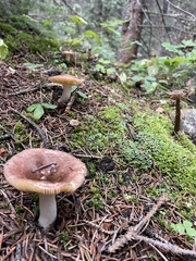 Russula decolorans