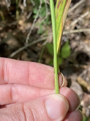 Elymus virginicus