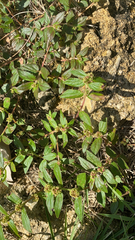 Euphorbia hirta