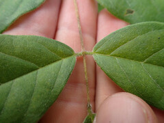 Wisteria frutescens