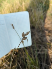 Fimbristylis dichotoma