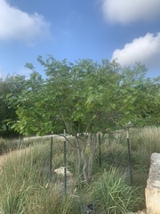 Cercis canadensis texensis