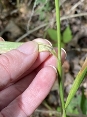 Elymus virginicus