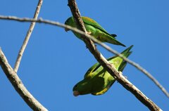 Brotogeris jugularis