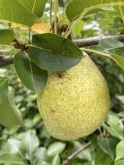 Pyrus