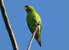 Brotogeris jugularis