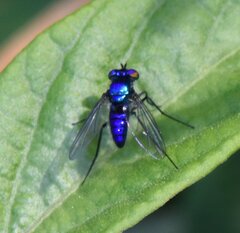 Condylostylus mundus