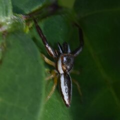 Hentzia