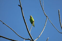 Brotogeris jugularis