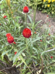 Trifolium incarnatum