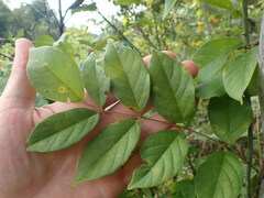 Wisteria frutescens