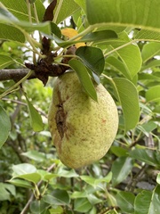 Pyrus