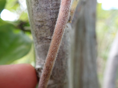 Wisteria frutescens