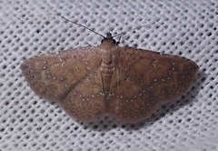 Cerynea trogobasis