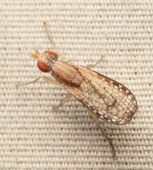 Trypetoptera canadensis