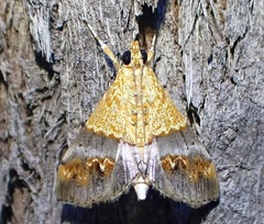 Tetracona amathealis