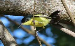 Todirostrum cinereum