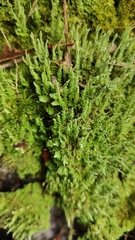 Bryophyta