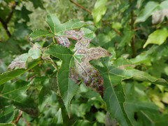 Phyllocnistis liquidambarisella