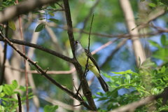 Myiarchus panamensis