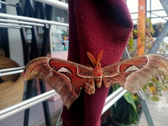 Attacus atlas