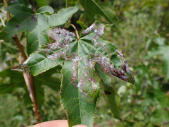 Phyllocnistis liquidambarisella