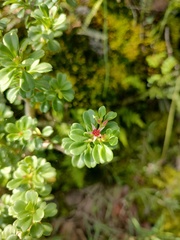 Sedum oxypetalum