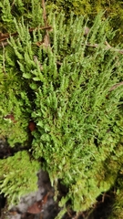 Bryophyta