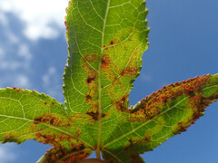 Phyllocnistis liquidambarisella