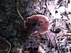 Hydnellum concrescens