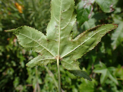 Phyllocnistis liquidambarisella