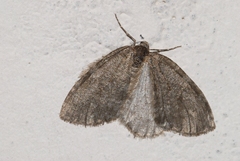 Epirrita christyi