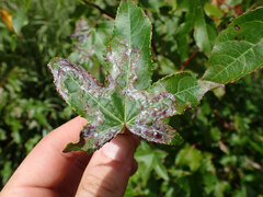 Phyllocnistis liquidambarisella