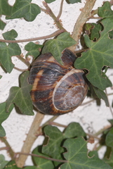 Helix lucorum