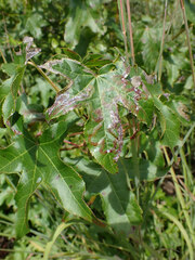 Phyllocnistis liquidambarisella