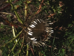 Carlina acaulis