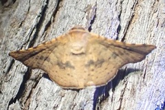Thyrididae