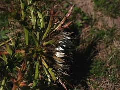Carlina acaulis