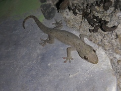Hemidactylus frenatus