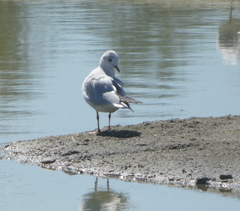 Chroicocephalus ridibundus