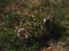 Carlina acaulis