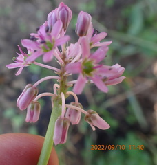 Ledebouria cooperi