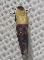 Eupselia